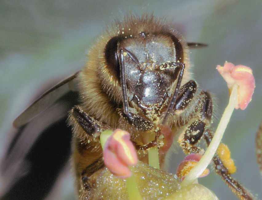 Le mie amiche api, sirfide e mosca